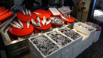 Balıkçılar umduğunu bulamadı: Palamut umudu gelecek yıla kaldı