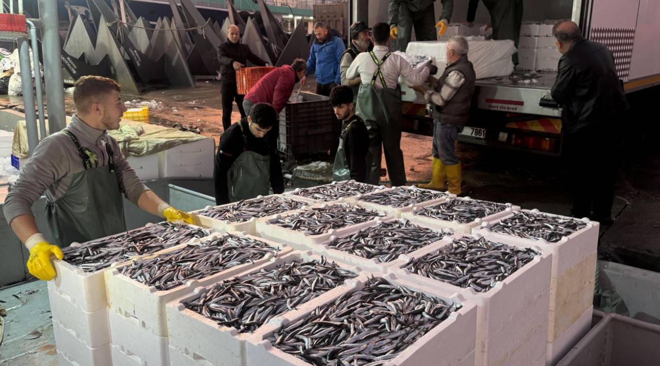Karadeniz'de hamsi bolluğu: Fiyatı şaşırttı