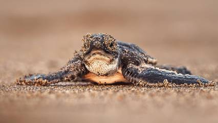 Farkındalık sonuç verdi: O tür nesli tükenme kategorisinden çıkarıldı