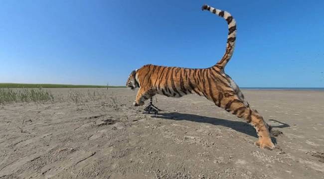Kazakistan'da 70 yıl sonra tarihi dönüş: Amur kaplanı doğaya salındı