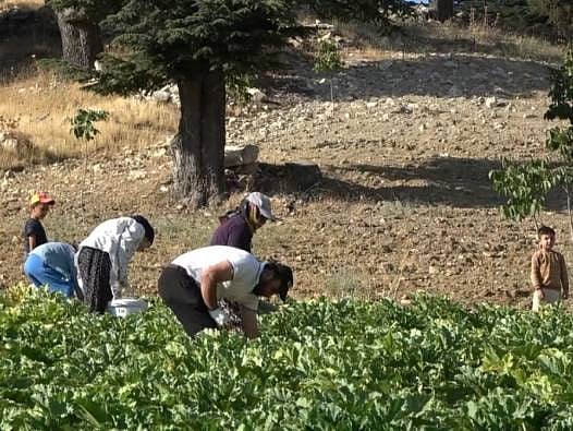 Deprem sonrası köyüne döndü, üretime başladı: Günlük 600 kiloya kadar çıkarıyor