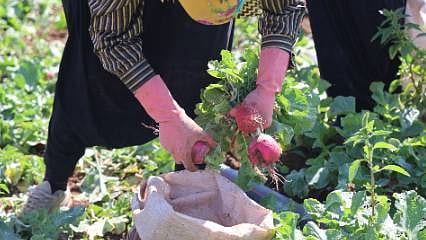 Su tüketimi düşük, hasadı hızlı: Üreticinin yeni tercihi oldu