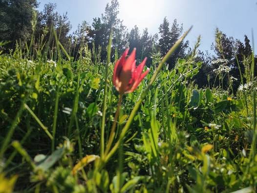 Yılda bir kez açıyor, 10 gün yaşıyor: Koparmanın cezası servet değerinde