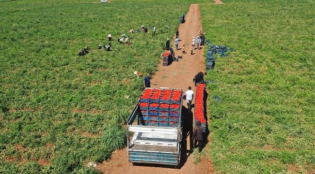 Harran Ovası'nda yetiştiriliyor, ABD'ye gönderiliyor: 300 kadına da istihdam sağlıyor