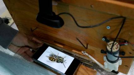 Kovanları eşek arılarına karşı koruyor: Yapay zeka destekli sistem geliştirildi