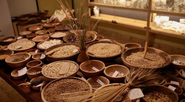 12 bin yıldır genetiğini koruyor: Üretim alanı iki katına çıkacak