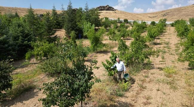 Kanada'dan Amerika'ya, Pakistan'dan Macaristan'a: Hepsini Afyonkarahisar'da yetiştiriyor
