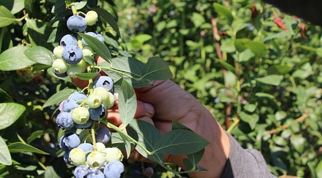 Çin’de fark etti, Elmalı'da üretime başladı: Yılda 140 tona ulaştı