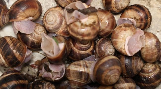 Gece fenerleriyle salyangoz mesaisi: Kilosu 35 liradan satılıyor