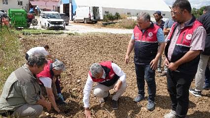 Üniversitede yetiştiriliyor, çiftçilere ücretsiz dağıtılıyor: Gelir kapısı olacak