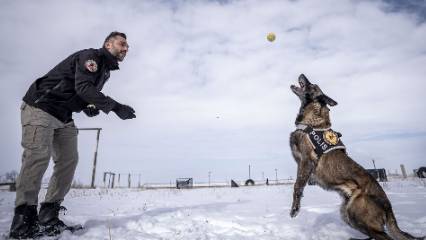 Operasyonların gizli kahramanları yetişiyor: Erzurum’da dedektör köpek mesaisi