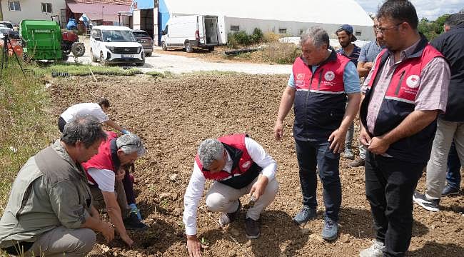 Üniversitede yetiştiriliyor, çiftçilere ücretsiz dağıtılıyor: Gelir kapısı olacak
