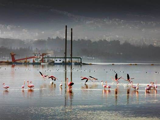 İzmir Körfezi'nde 120 bin kamyon dolusu çamur çıkarıldı: Bölgede yeniden deniz canlıları görülüyor