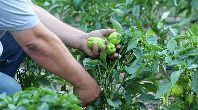 Dalından sofraya: Müşteriler ürünlerini kendileri topluyor