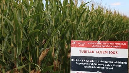 Zeytinyağı atığından yeni nesil gübre! Daha az kimyasalla aynı verim hedefleniyor