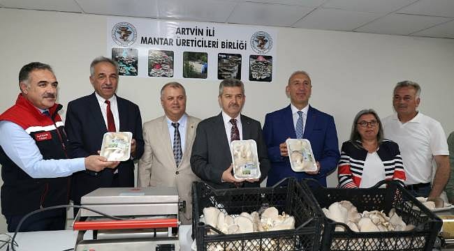 Atıl tünel üretim merkezine dönüştü: Sezonun ilk mantar hasadı yapıldı