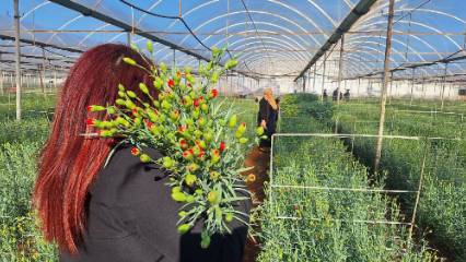 Yerli karanfil dünyaya açıldı: 37 ülkeye ihracat yapılıyor