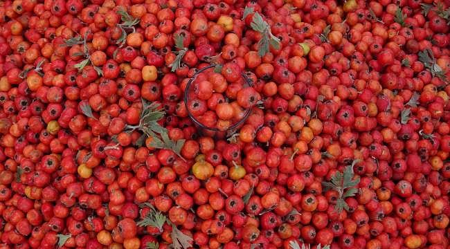 Kışın habercisi tezgahlara çıktı: Kilosu 400 liradan satılıyor