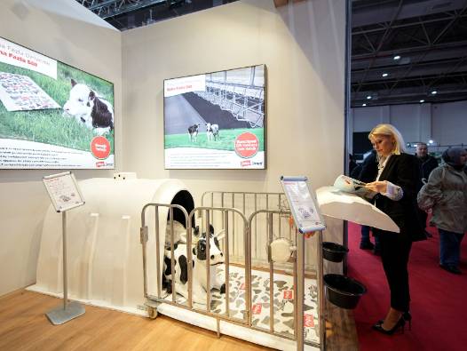 Amaç bakım ve hijyen kolaylığı sağlamak: İnekler için ortopedik geliştirildi