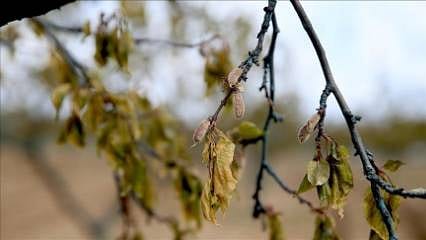 Detaylar: Uzmanlar uyardı: Zirai don kapıda!