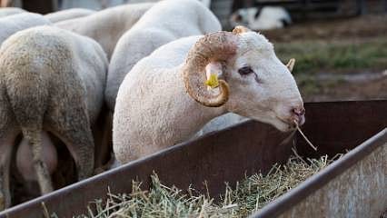 Kurban Bayramı ne zaman 2026? Kurban Bayramı tatili 9 gün olacak mı? Arife hangi gün?