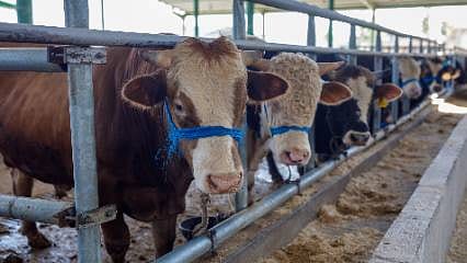 Detaylar: Vekaletle kurban kesim bedelleri açıklandı!