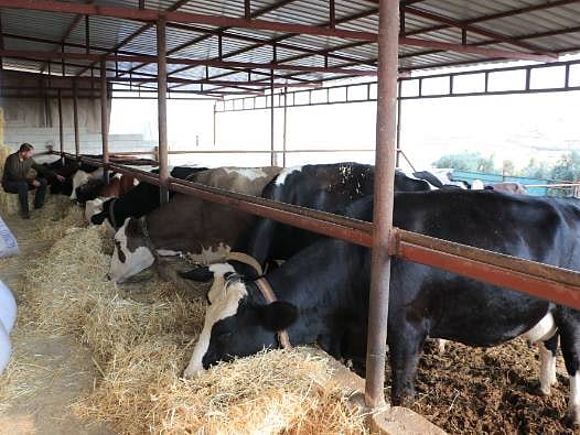 İnternette gördüğü projeye başvurdu: Çiftliğindeki hayvan sayısı katlandı