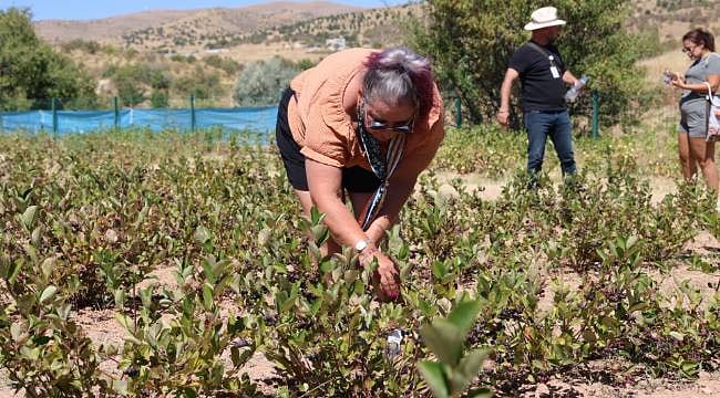 Kapadokya'da turistlerin rotası değişti: Bu kez tarlaya girdiler