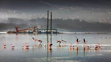 İzmir Körfezi'nde 120 bin kamyon dolusu çamur çıkarıldı: Bölgede yeniden deniz canlıları görülüyor