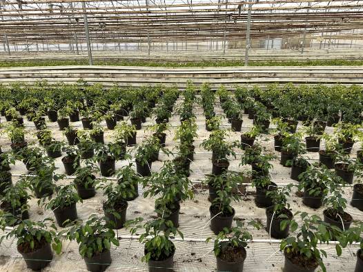 Kıraç arazi üretime açıldı: Süs bitkisi girişimi 20 kişiye istihdam sağladı