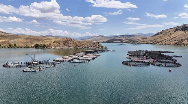 Erzincan'da yetişiyor, dünyaya ihraç ediliyor: Alabalık Karadeniz somonuna dönüşüyor