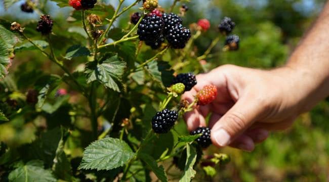 Sağlık alanından tarıma uzanan girişim: Bu yıl 5 ton ürün bekliyor