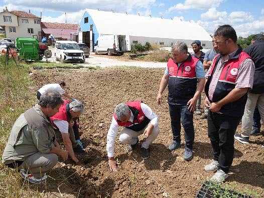 Üniversitede yetiştiriliyor, çiftçilere ücretsiz dağıtılıyor: Gelir kapısı olacak