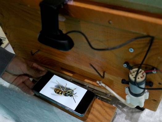 Kovanları eşek arılarına karşı koruyor: Yapay zeka destekli sistem geliştirildi