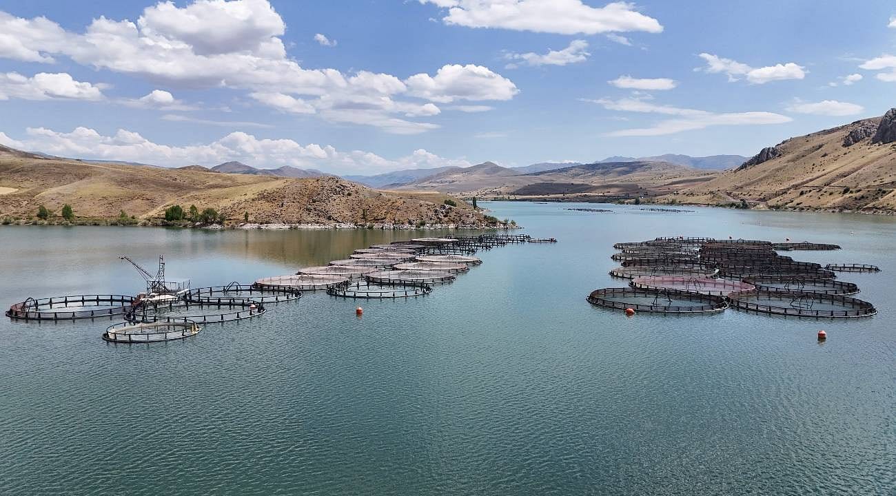 Erzincan'da yetişen alabalıklar, Karadeniz somonuna dönüştürülerek dünyaya ihraç ediliyor