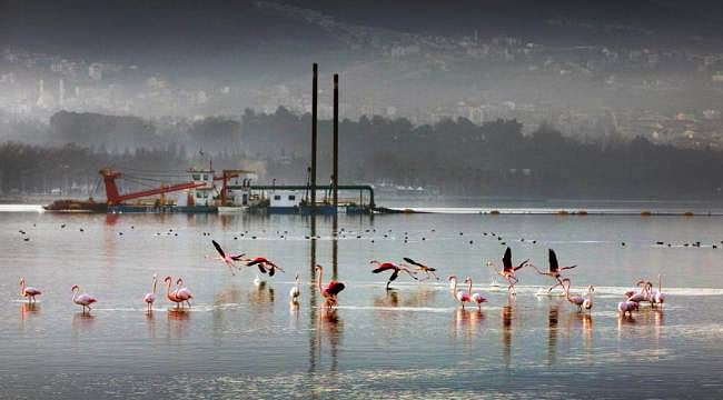 İzmir Körfezi'nde 120 bin kamyon dolusu çamur çıkarıldı: Bölgede yeniden deniz canlıları görülüyor