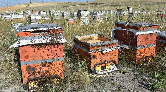 Ekonomiye milyarlık katkı: Arıcılar üretim için yollarda