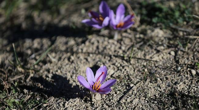 80 bin çiçekten yalnızca yarım kilo elde ediliyor: Kilogramı 800 bin TL'den satışa sunulacak!