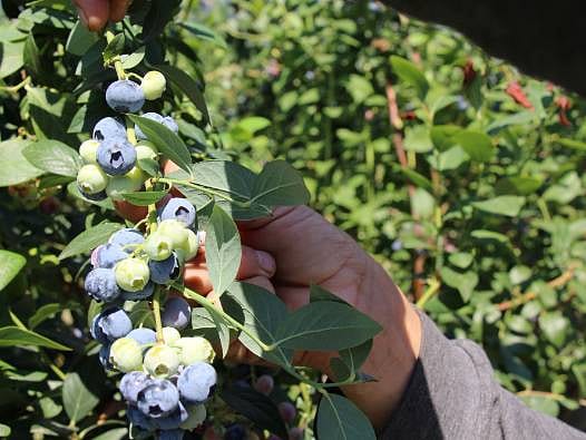 Çin’de fark etti, Elmalı'da üretime başladı: Yılda 140 tona ulaştı