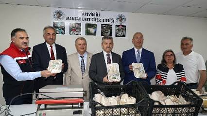 Atıl tünel üretim merkezine dönüştü: Sezonun ilk mantar hasadı yapıldı