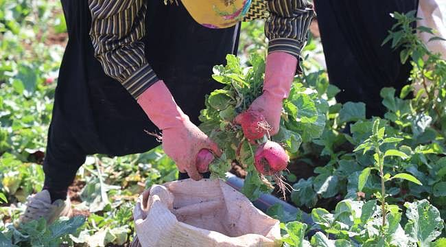 Su tüketimi düşük, hasadı hızlı: Üreticinin yeni tercihi oldu