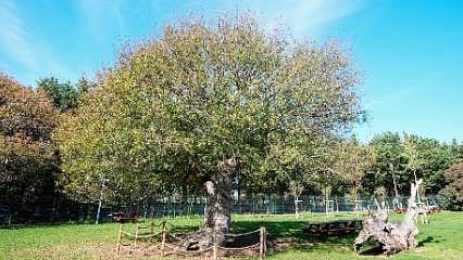 İstanbul’un değişen yüzünün şahitleri: Binlerce yıllık anıt ağaçlar koruma altında