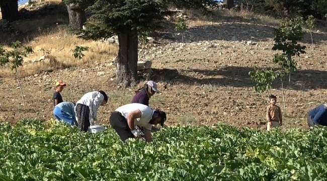 Deprem sonrası köyüne döndü, üretime başladı: Günlük 600 kiloya kadar çıkarıyor