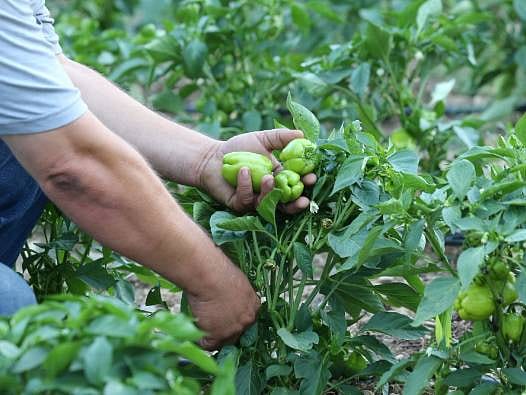 Dalından sofraya: Müşteriler ürünlerini kendileri topluyor