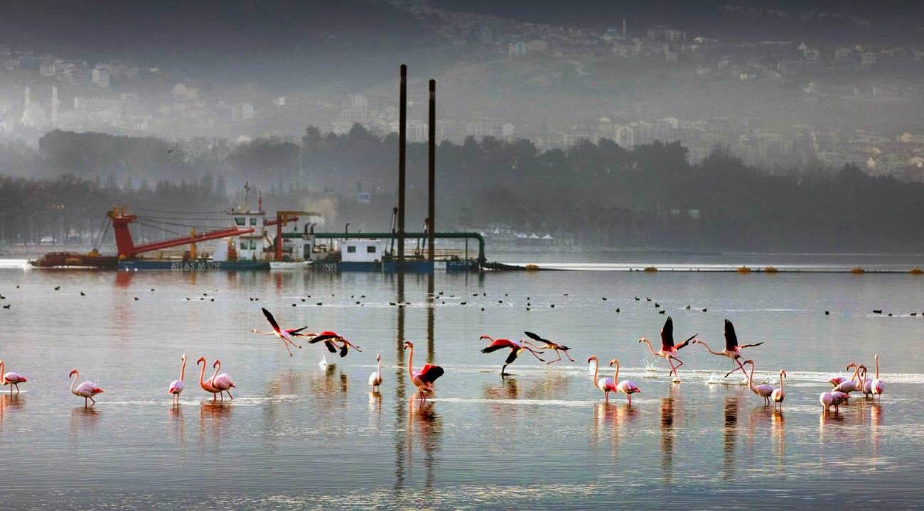 İzmir Körfezi'nde 120 bin kamyon dolusu çamur çıkarıldı: Bölgede yeniden deniz canlıları görülüyor