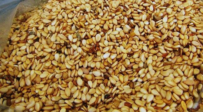 Susuz yetişiyor, Japonya'dan talep yağıyor: Suşinin aranan ürünü