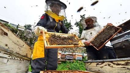 Artvin'de arı ve bal turizmi için yeni adım: Apiturizm için düğmeye basıldı