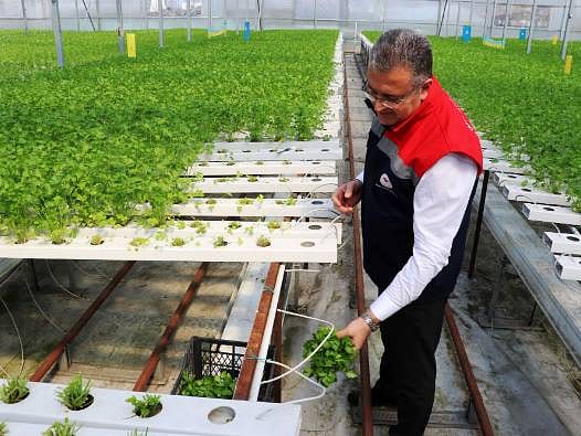 Topraksız tarım yöntemiyle yetiştirildi, ilk hasadı yapıldı