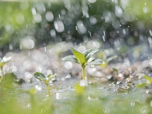 Tarım sezonunda yağış rekoru: Son 38 yılın en yüksek seviyesi görüldü