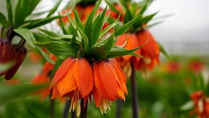 Detaylar: Erzincan’da ters laleler açtı: Koparan yandı, cezası 700 bin TL